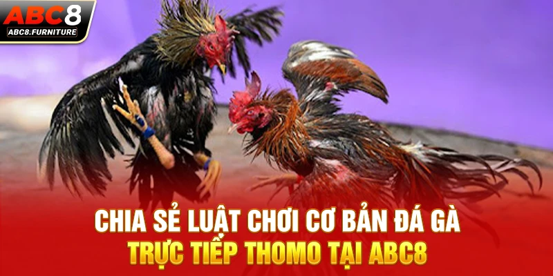 Chia sẻ luật chơi cơ bản đá gà trực tiếp Thomo tại ABC8 Chia sẻ luật chơi cơ bản đá gà trực tiếp Thomo tại ABC8