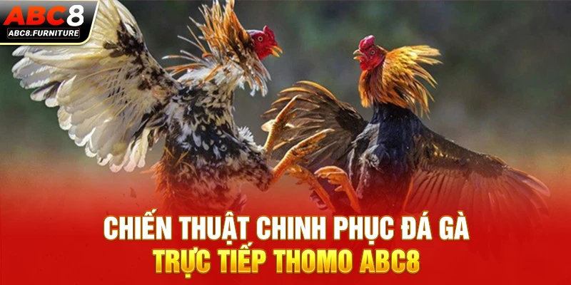 Chiến thuật chinh phục đá gà trực tiếp Thomo ABC8 Chiến thuật chinh phục đá gà trực tiếp Thomo ABC8