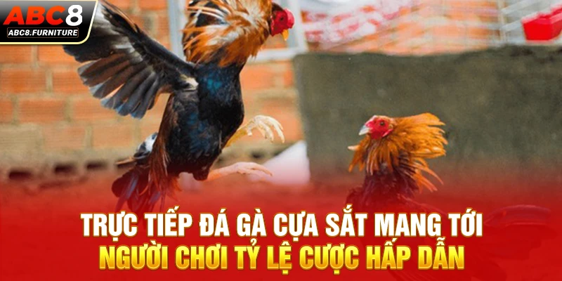 Trực tiếp đá gà cựa sắt mang tới người chơi tỷ lệ cược hấp dẫn Trực tiếp đá gà cựa sắt mang tới người chơi tỷ lệ cược hấp dẫn