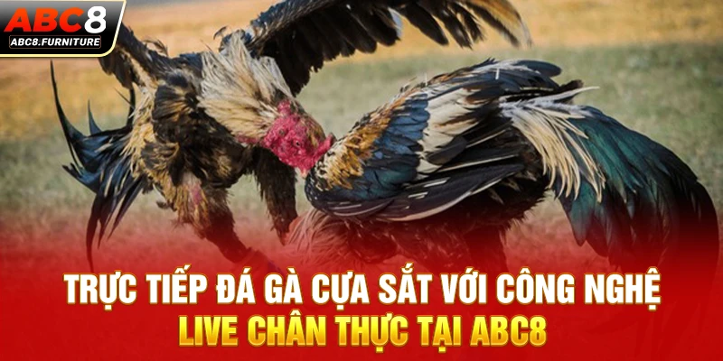 Trực tiếp đá gà cựa sắt với công nghệ live chân thực tại ABC8 Trực tiếp đá gà cựa sắt với công nghệ live chân thực tại ABC8